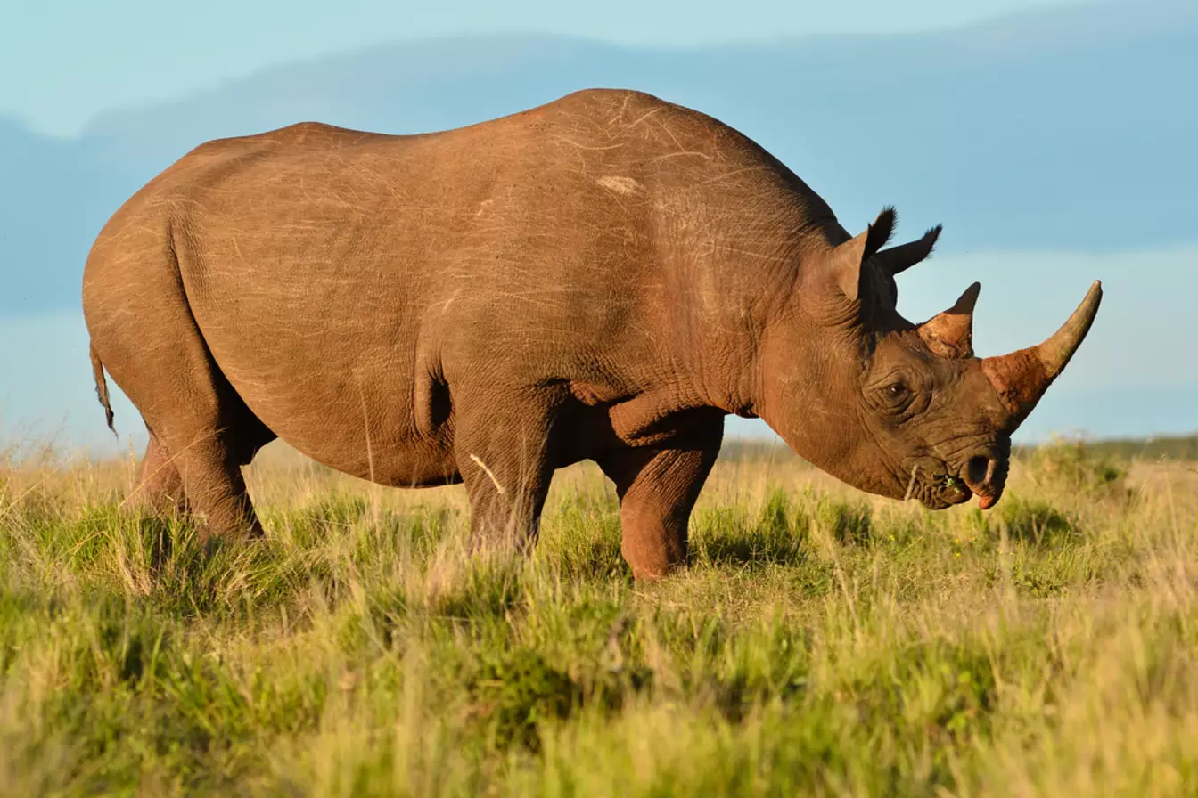 Red de Neushoorn Dag