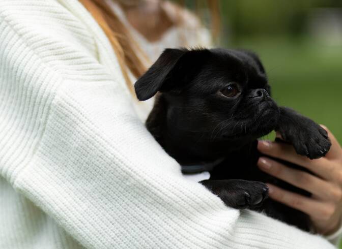 Sorumlu Köpek Sahiplenme Günü