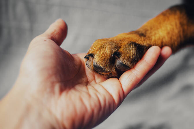 Giornata nazionale dell'amore per il tuo animale domestico