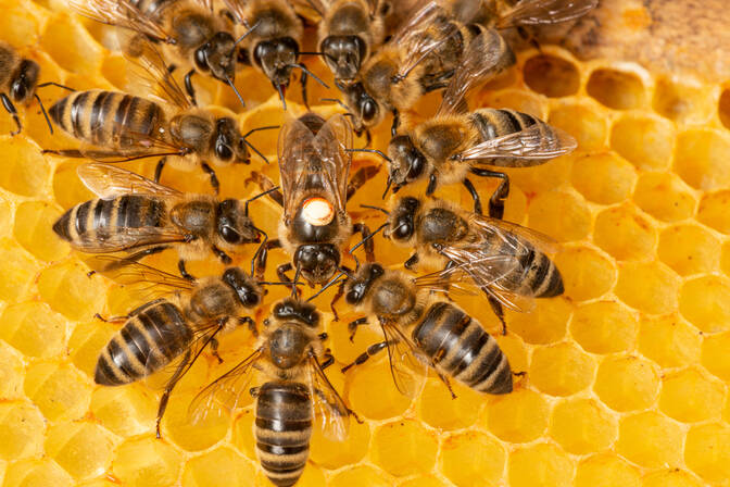 Journée mondiale des abeilles