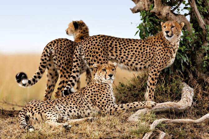 International Cheetah Day