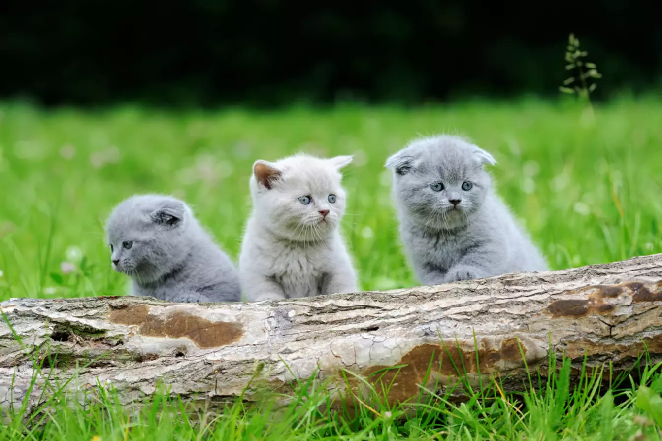 Hari Kucing Penyelamat Internasional