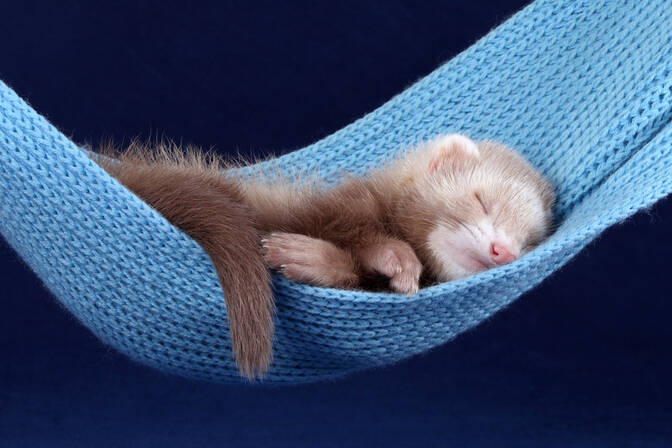 National Ferret Day