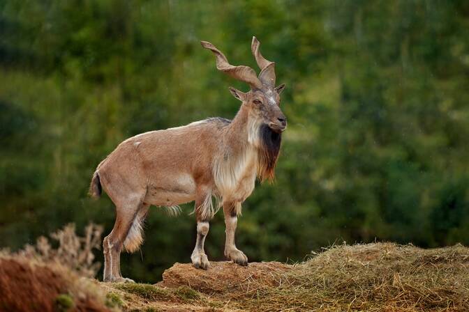 International Day of Markhor