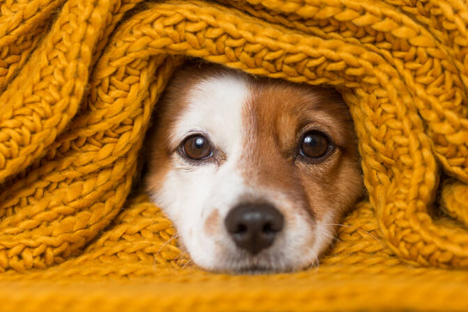 Día de los Perros en Amarillo