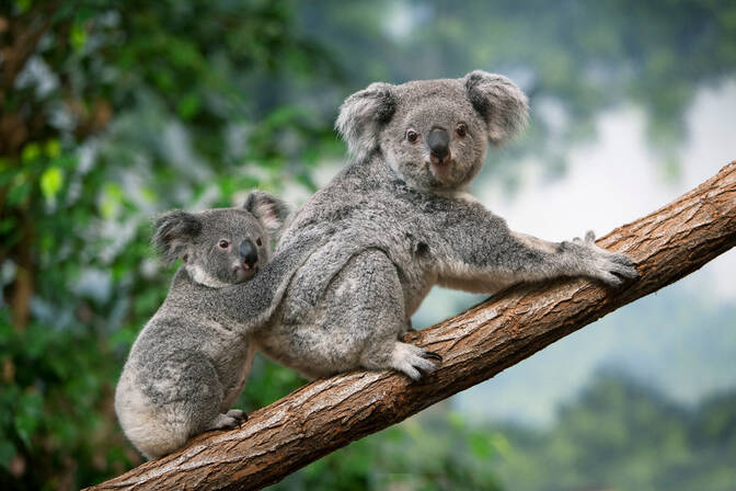 National Save the Koala Day