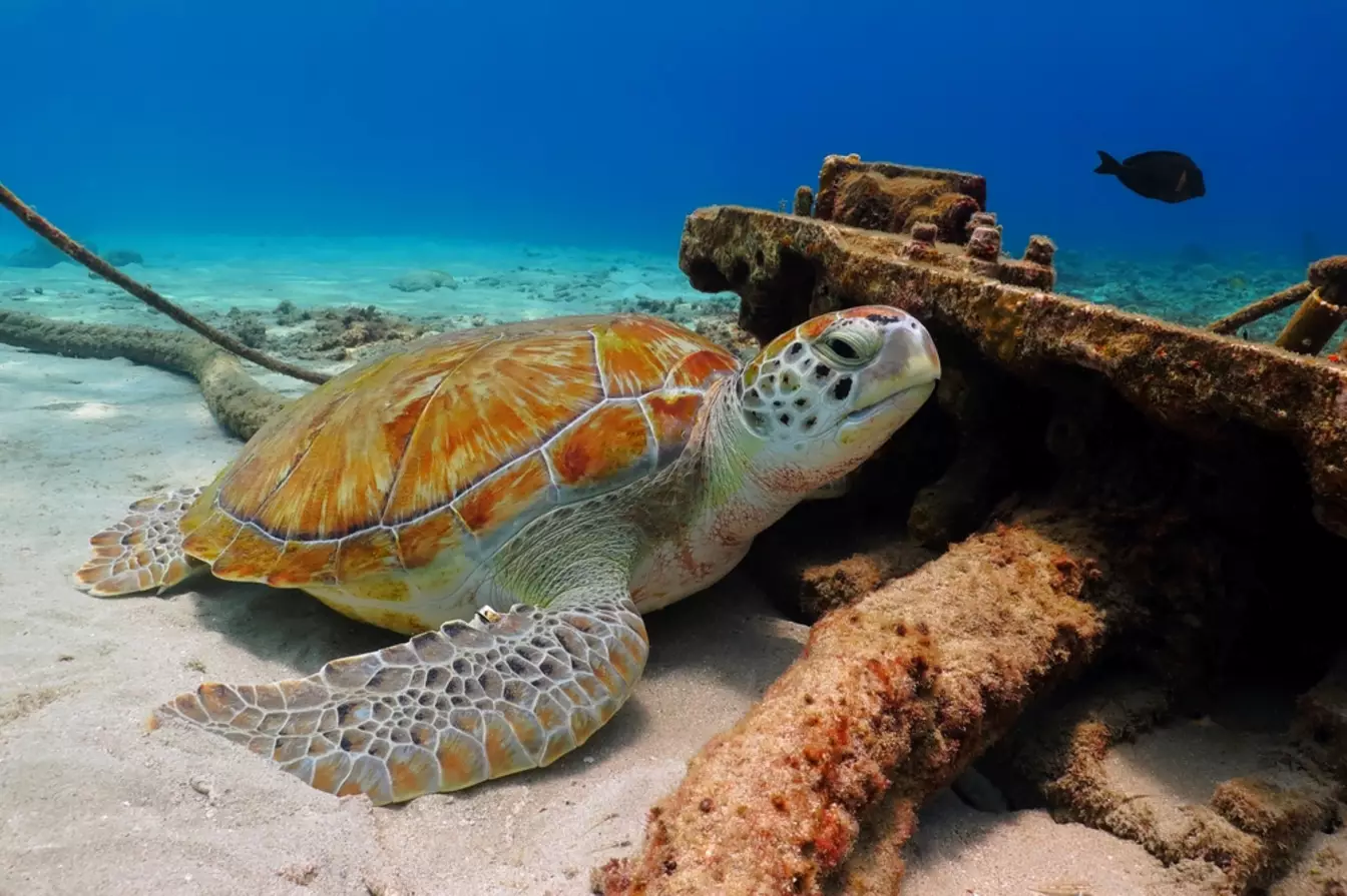 Wereld Zee Schildpad Dag