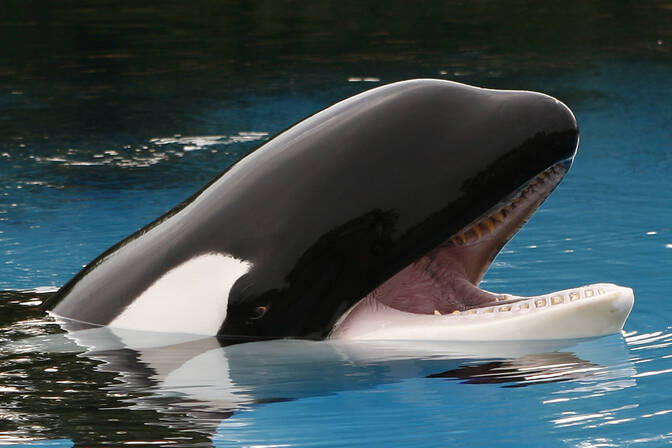 Journée nationale de Shamu la baleine