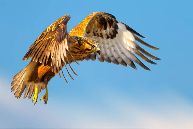 Buizerd dag