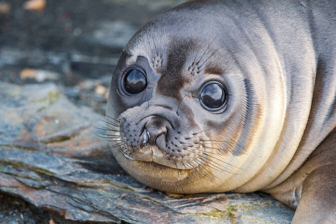 International Seal Day