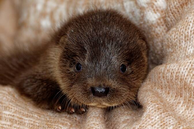 Journée mondiale de la loutre