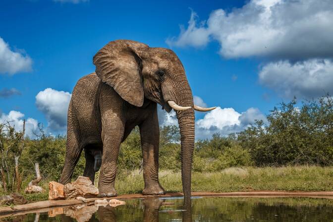 Dia Nacional do Elefante