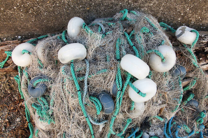 International Day Against Illegal and Unregulated Fishing