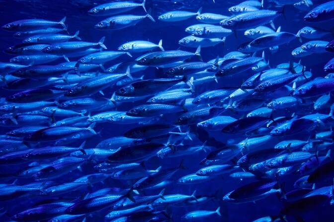 World Fish Migration Day