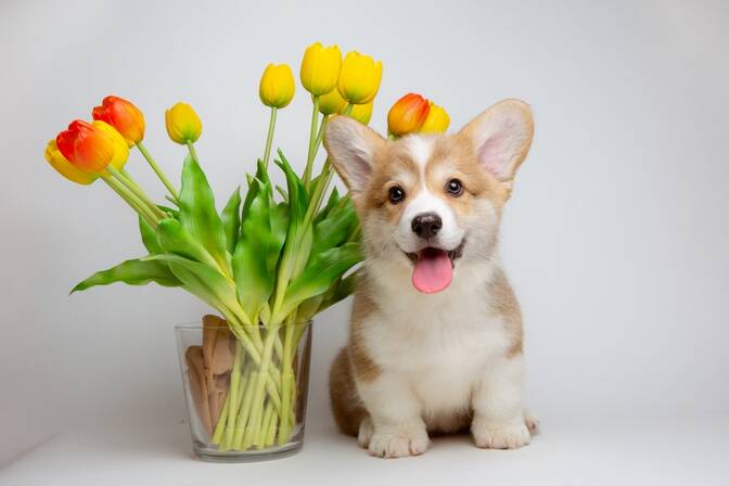 Journée Internationale du Corgi