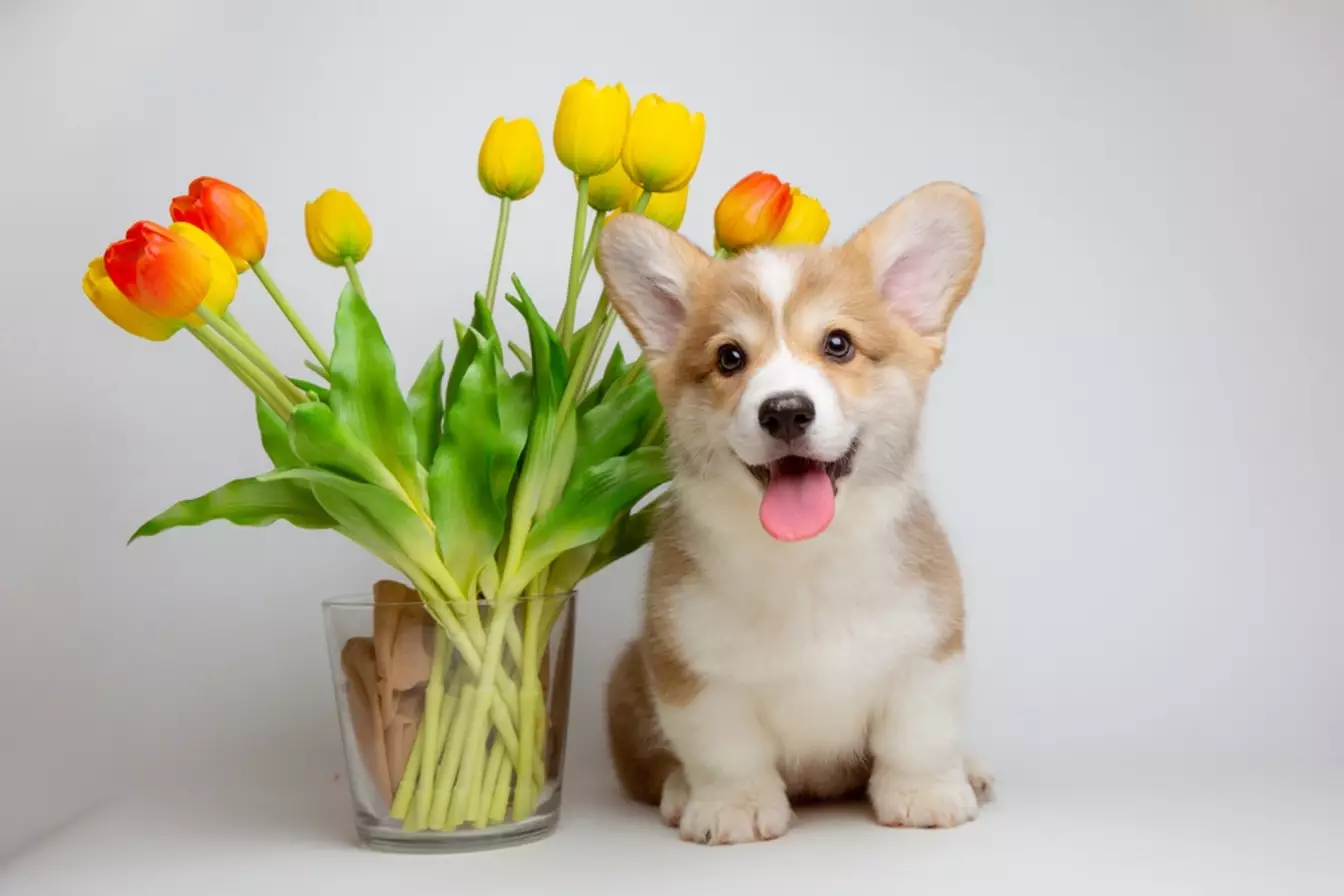 Uluslararası Corgi Günü
