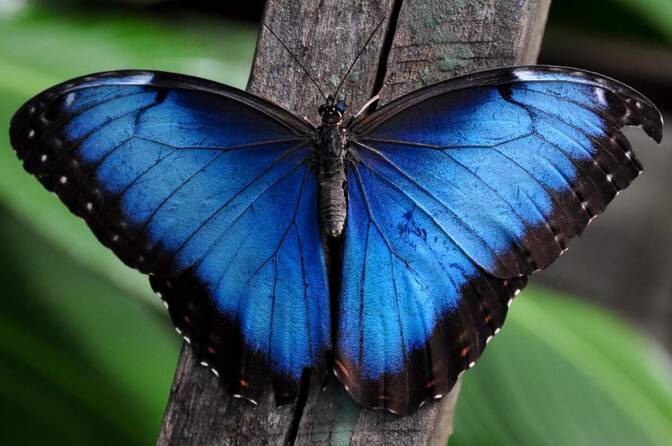 Día Nacional de Aprender sobre las Mariposas