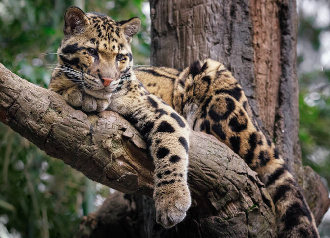 Dia Internacional do Leopardo-Nebuloso
