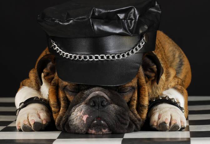 Hari Nasional Memanjakan Anjing Anda