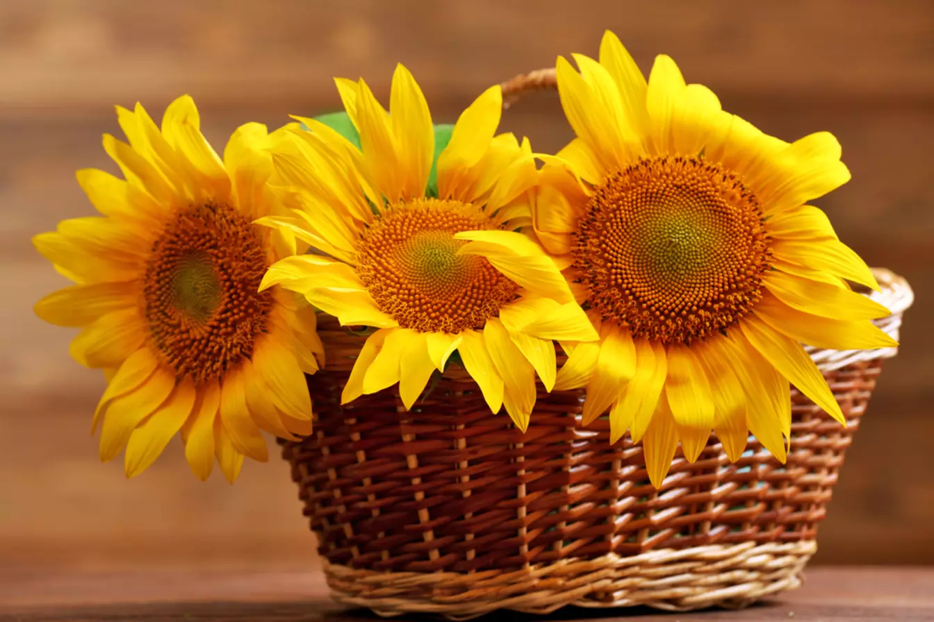 Internationale Zonnebloem Guerrilla Tuinieren Dag