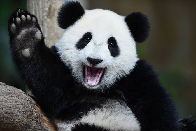 Journée nationale du panda