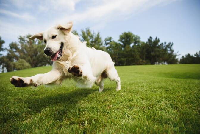 Nationaler Geh-mit-deinem-Hund-Tag