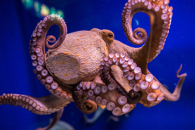 World Octopus Day
