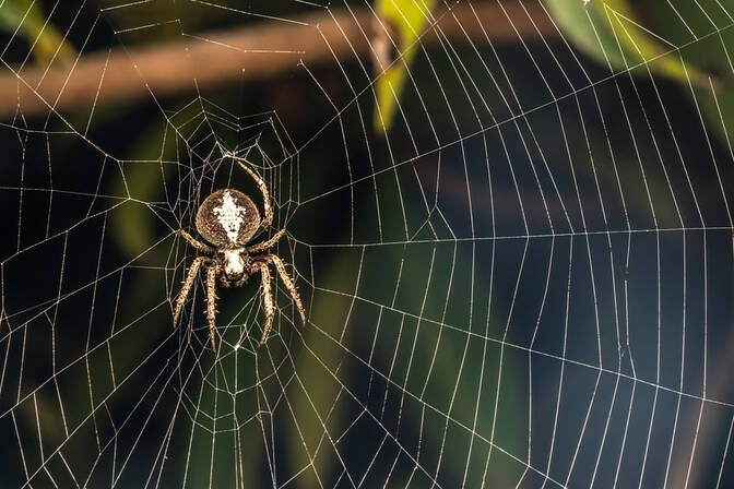 Día de Salvar una Araña