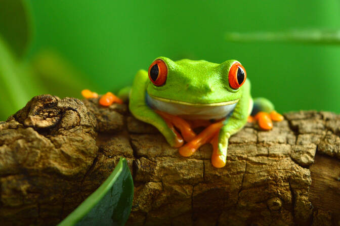 Journée mondiale de la grenouille