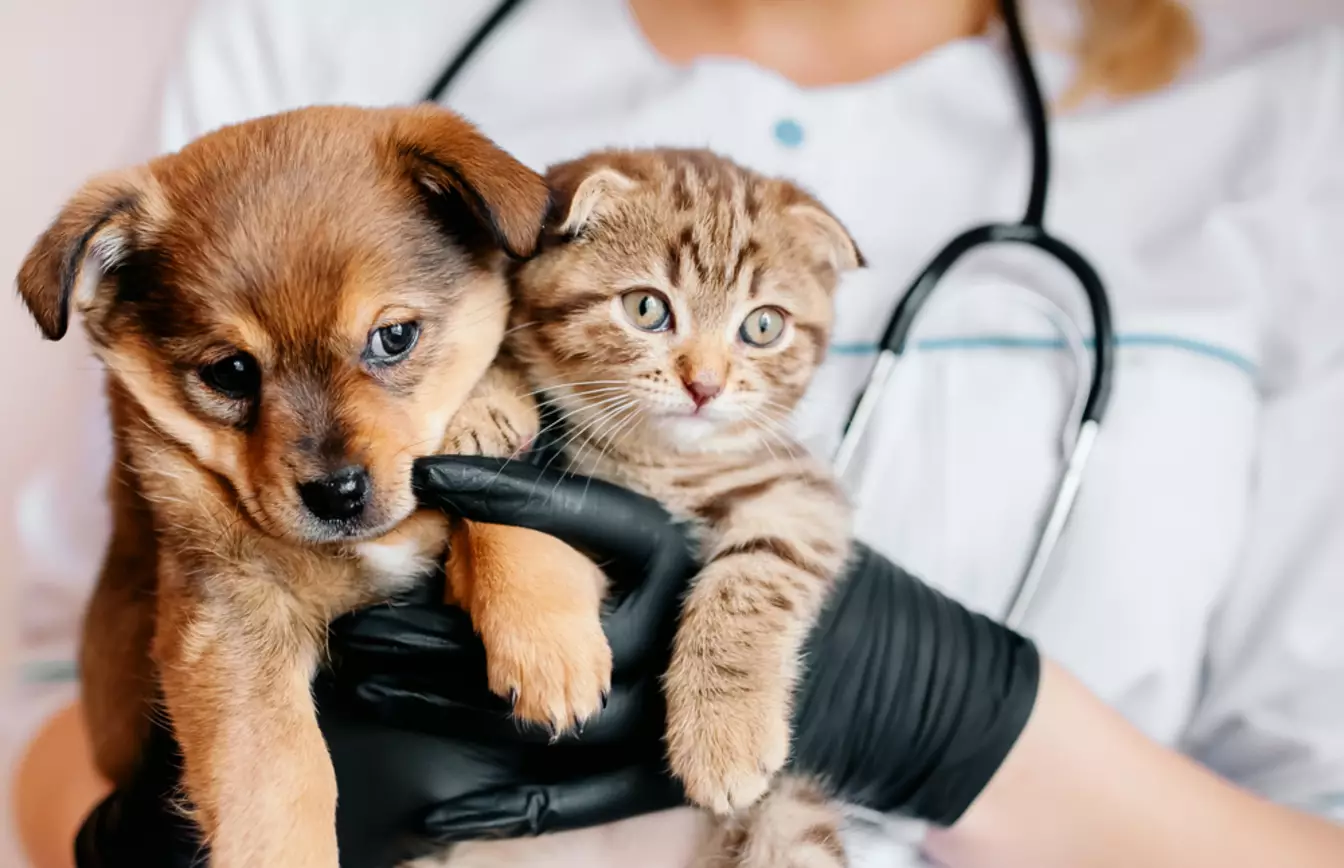 World Veterinary Day