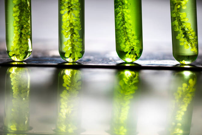 International Biodiesel Day