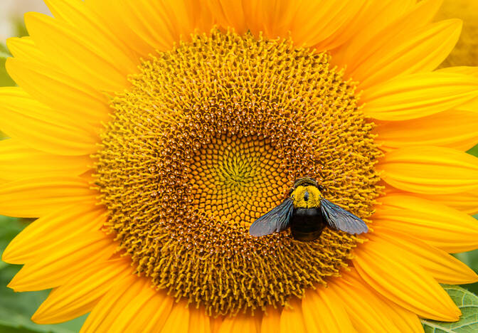 Journée Ne Marche Pas sur une Abeille