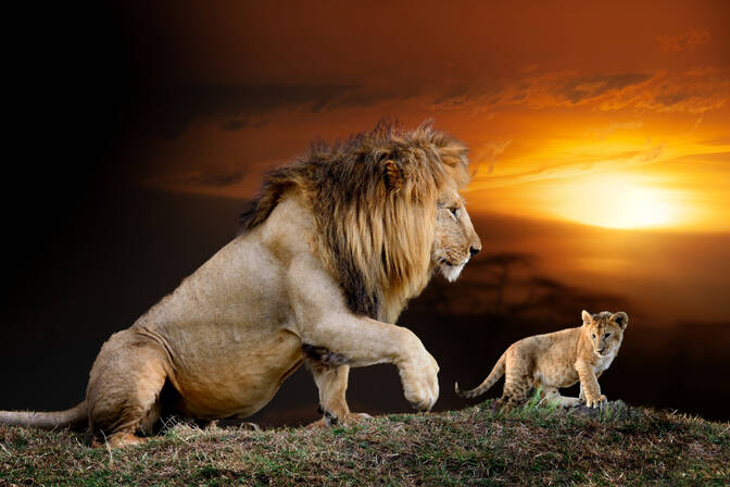 World Lion Day