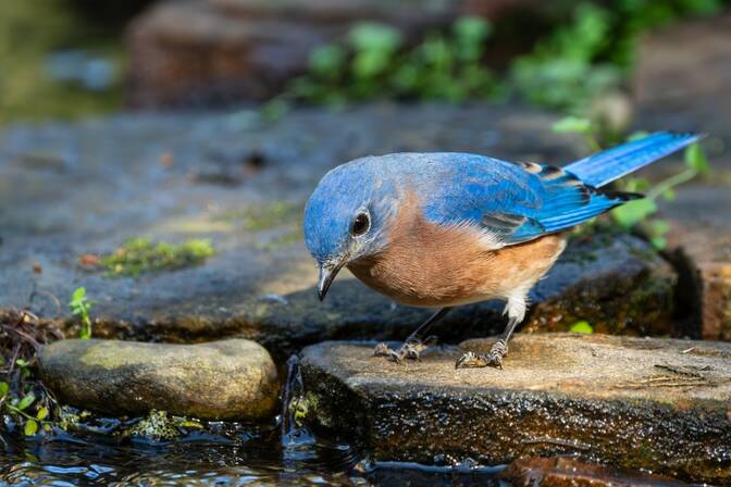 Día del pájaro azul de la felicidad