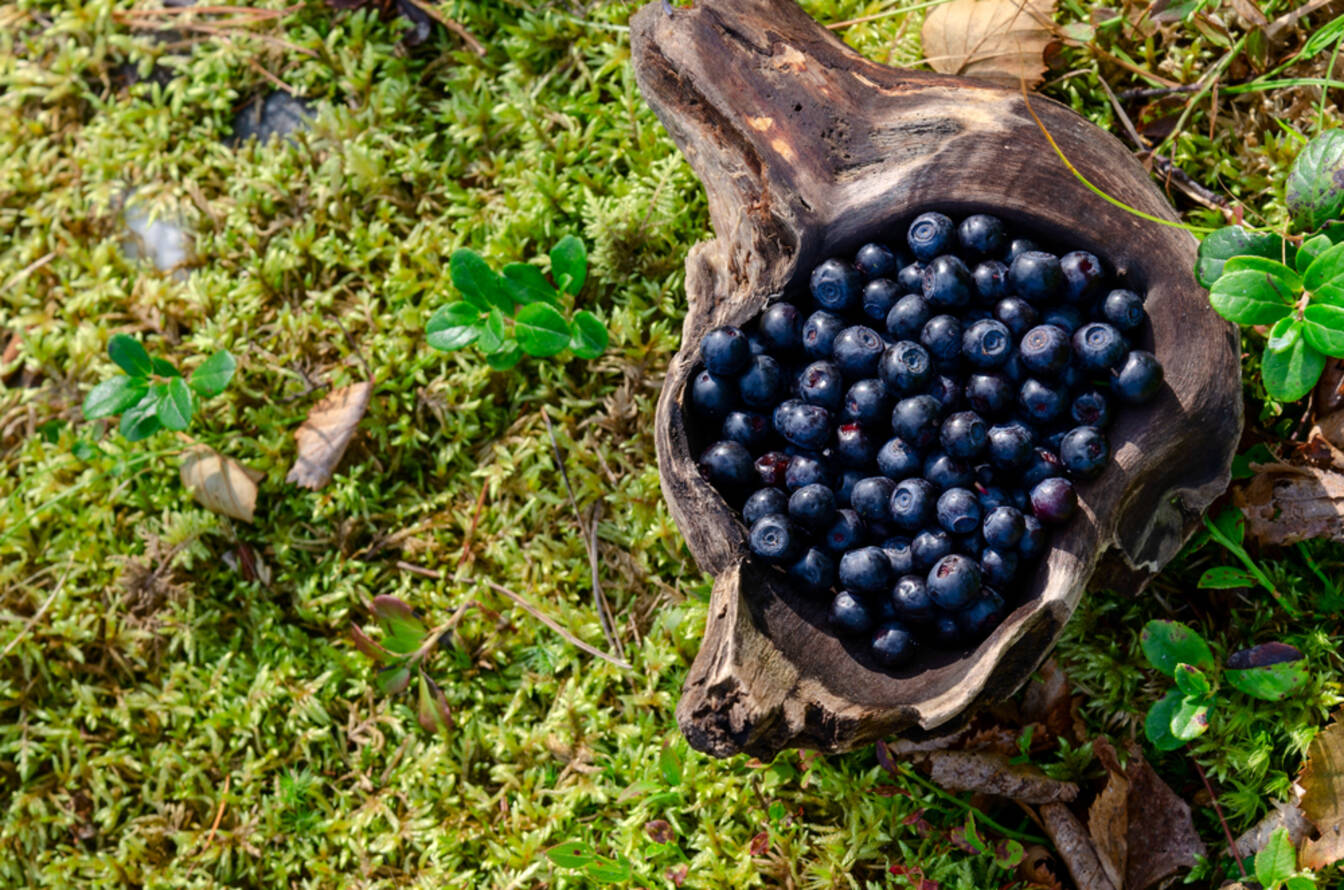 National Pick Blueberries Day in - 4771 Preview R.v1 