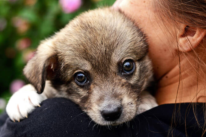 Ulusal Köpeğini Kucakla Günü