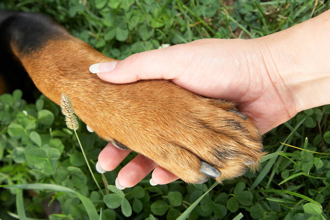 National If Pets Had Thumbs Day