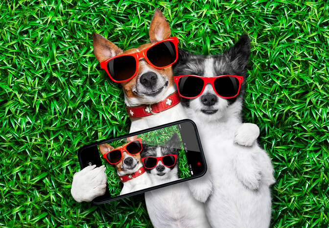All American Pet Photo Day
