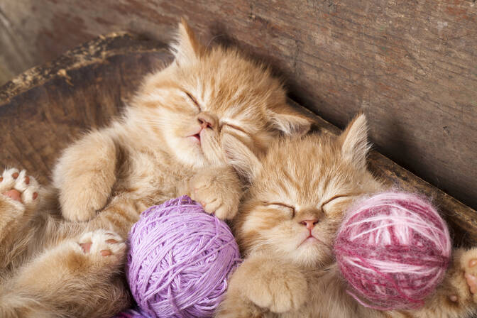 International Hug Your Cat Day