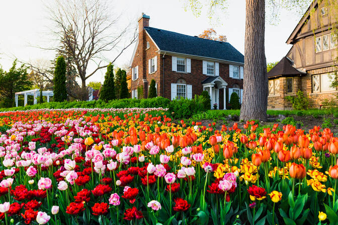 Kanadisches Tulpenfest