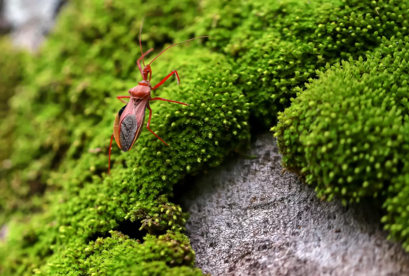 Journée mondiale de la maladie de Chagas