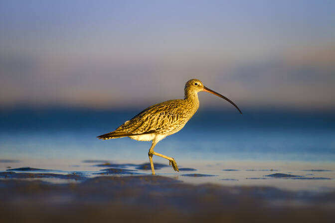 Welt-Brachvogel-Tag