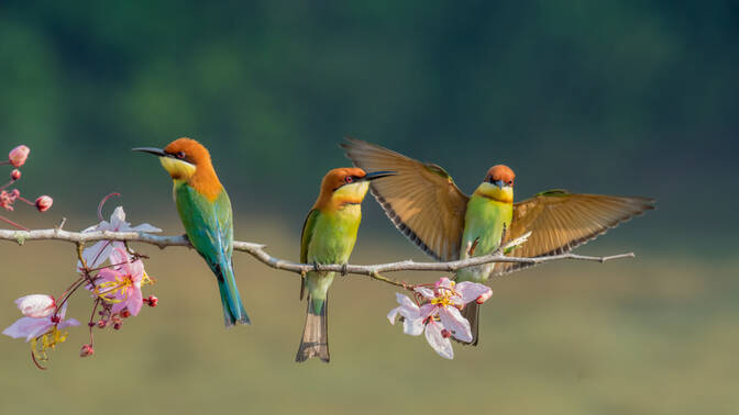 Journée nationale des oiseaux