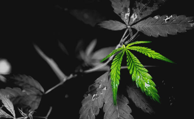 Journée internationale du cannabis