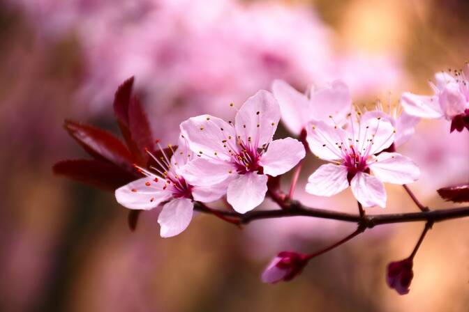 Jour de la Fleur de Pêcher