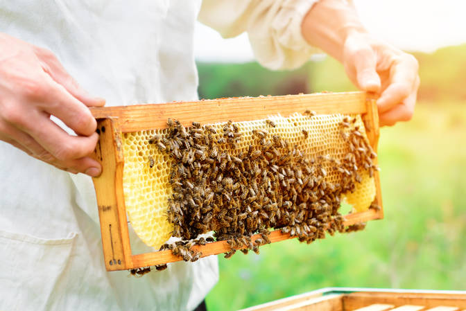 Journée de l'apiculteur