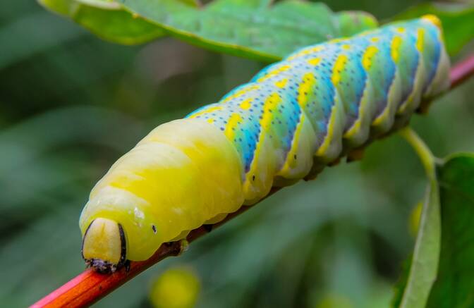World Pest Day