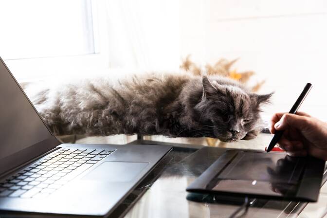 Nimm-deine-Katze-mit-zur-Arbeit-Tag