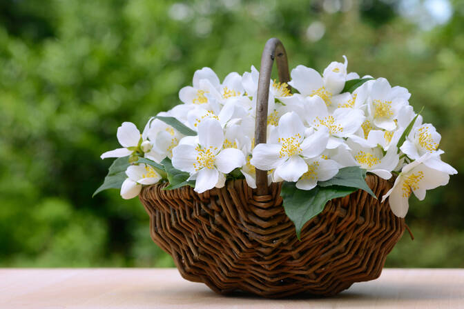 Flower Day