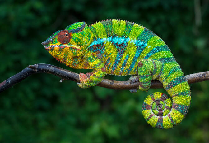 Journée de sensibilisation aux reptiles
